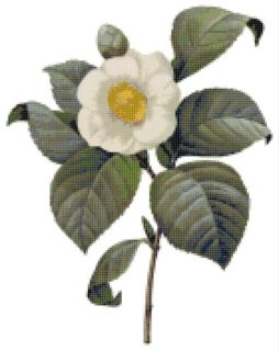   (Camellia japonica) ~ Counted Cross Stitch Art Pattern ~ Flowers