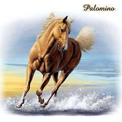 PALOMINO HORSE GIFT T SHIRT SPORTS HORSES HOBBIES LD