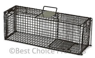 racoon trap in Animal Traps