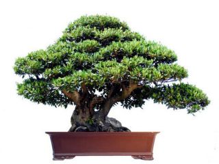 bonsai tree seeds in Bonsai