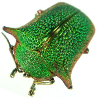 insect uncommon peruvian coleoptera sp 02 13mm 