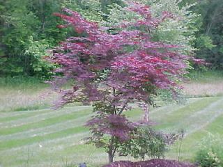   LOT OF (25) 12 18 BEAUTIFUL RED JAPANESE MAPLE TREES, PLANTS