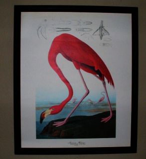 Vintage Framed Audubon Print AMERICAN FLAMINGO (18x15) Excellent 