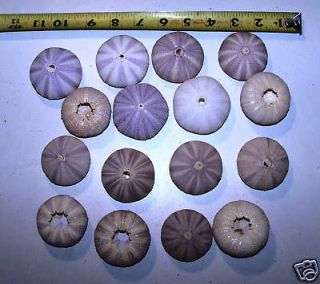 Collectibles  Rocks, Fossils & Minerals  Shells  Sea Urchin