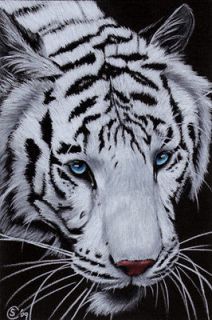 WHITE TIGER 6 Bengal big cat kitten painting Sandrine Curtiss Art ACEO 