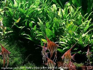 Xmas Moss x5-Live Java Aquarium Plant Fish Tank BP 30% 