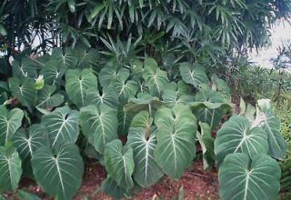 philodendron Gloriosum live plant