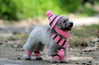 NEW Color Cute Funny Soft Warm Winter Hat Scarf Leg Warmer For Dog 