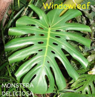   ~ Philodendron MONSTERA DELICIOSA Mexican Breadfruit LIVE SEEDLING