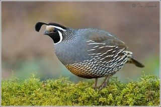 HOW TO RAISE QUAIL 100 Manuals on CD Hatching Eggs Coop Plans Off the 