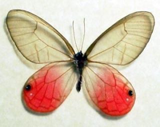 MOST BEAUTIFUL RARE PINK GLASS WING REAL BUTTERFLY 227