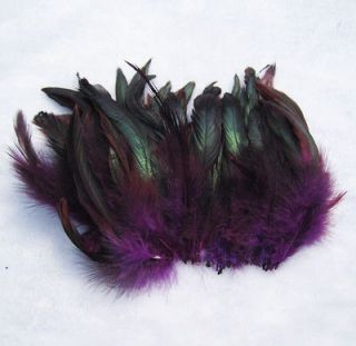 purple feathers in Feathers