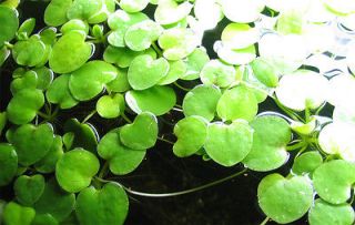  Frogbit Floating Live Plants for Aquarium or Pond Limnobium 