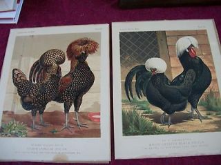 Set of 2 antique Cassells poultry book prints White crested black 