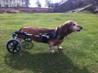 Wheels for Dogs,Dog Wheelchair UK made.