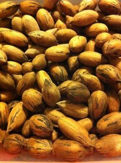 2012 In Shell PECANS Nuts 10 pounds Alabama Crop No.24