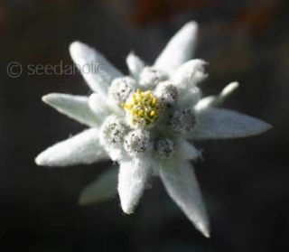 Alpine, Leontopodium alpinum – “Edelweiss”   150 seeds
