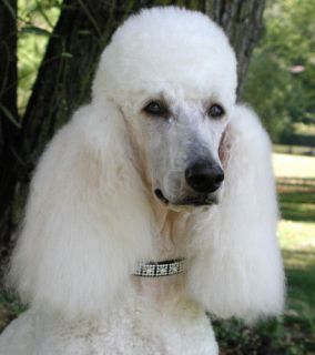 How To Groom A Poodle Instructional Video DVD