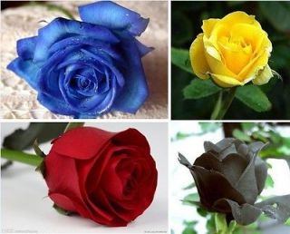 Color Rose Seed Red Yellow Blue Black Total 80 Seeds For Your Lover 