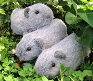 Guinea Pig Cavy Plushie toy PATTERN by Emmas Bears