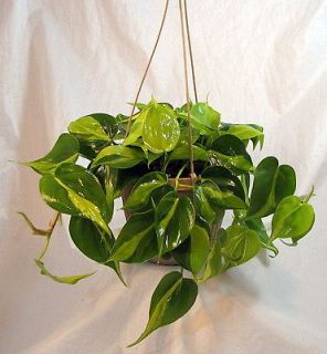 Brazil Philodendron 6 Hanging Basket   Low Light   Easy