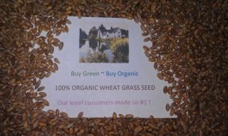 100% ORGANIC WHEAT GRASS SEED Cat Grass, Sprouts, Dogs Love It Too