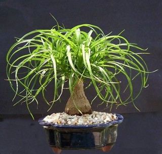 Ponytail Palm Bonsai Tree GREAT GIFT  Live Tree