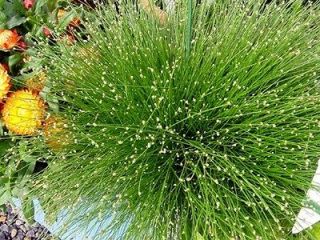 Fiber Optic Grass 25 Plants   Annual/Perenni​al   Isolepis