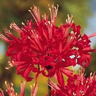 Red Spider Magic Lily 2 Bulbs   Lycoris radiata   10/+ cm Bulbs