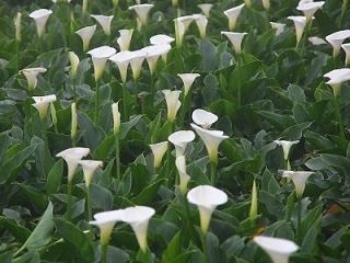 Good Size Fresh Bulb Rhizome Pure White Calla Lily Flower Tuber