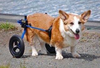 K9 Carts™ Standard Dog Wheelchair MADE in USA 2 Wheel Pet Cart SMALL