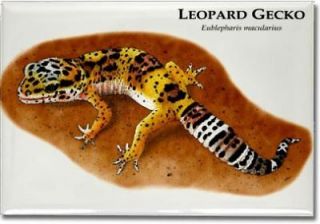 Leopard Gecko Collectible Art Refrigerator Magnet
