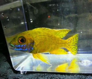 Live Tropical Fish African Cichlids 3 Aul Baenschi Benga color 2 2.5 