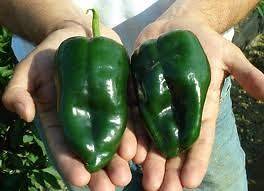 Pepper, Ancho Poblano non GMO Heirloom 10 vegetable seeds