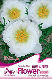 Sunflower Seed ★ 200 White Flower Seed Elegant Fresh Nices Lovely 