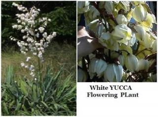 HARDY WILD WHITE YUCCA ORNAMENTAL PLANT SHRUB HUGE CLUSTERS OF FLOWERS 