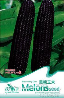 Corn Seed★10 Black Waxy Sweet Delicious Natural Organic Vegetable 