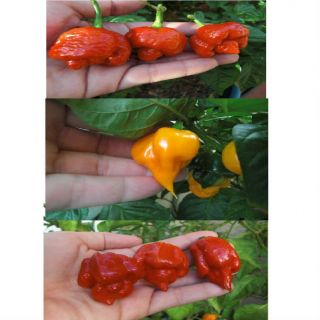 Trinidad Scorpion Mix~ hot chili pepper~Moruga~​T Scorpion Red and 