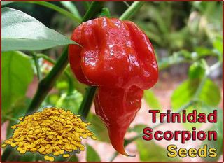   Moruga Scorpion Pepper   10 I Quality Worlds Hottest Scorpion Seeds