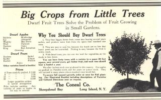 1912 ad b coneal co sheepshead bay dwarf fruit trees