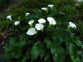 Seeds Zantedeschia aethiopica White Giant (White Giant Calla Lily)