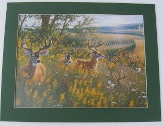 Deer Pictures Antlers Velvet Matted Country Picture Print Interior 