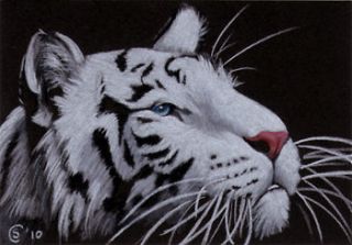 WHITE TIGER 013 Bengal big cat kitten painting Sandrine Curtiss Art 