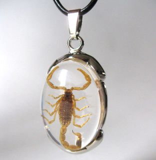   Insect Oval Glass Goth Necklace & Pendant Strange Gift Scorpio