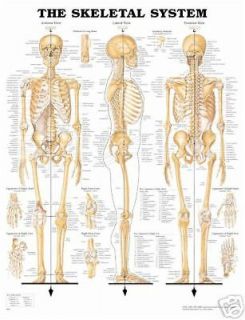 Skeletal System Anatomical Skeleton Chart/Poster/Model
