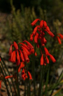 Cyrtanthus brachyscyphus, flowering size bulb