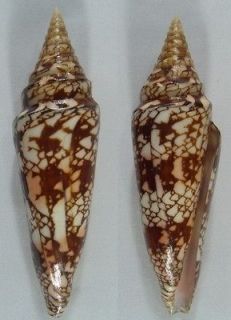 Conus milneedwardsi clytospira, 146 mm, F+++, VERY LARGE