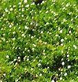 Irish moss Sagina subulata 6000 seeds