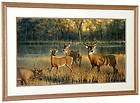 Nancy Glazier SHADOW TIME Signed & Numbered w/coa Framed Buck Deer Art 