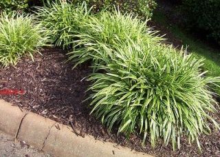   But MatureLiriope Plants Monkey Grass vergated final sales on these